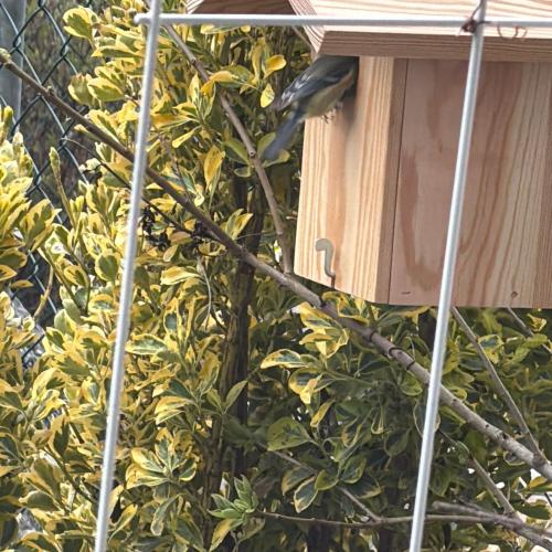 Nistkasten mit Vogel