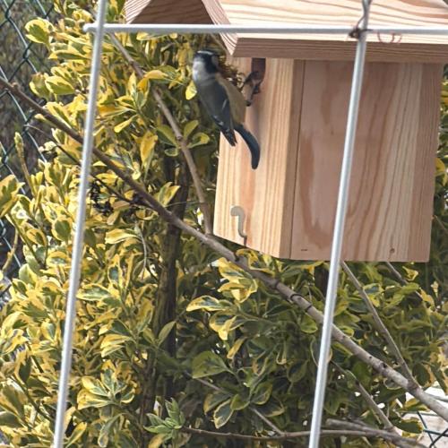 Nistkasten mit Vogel 2