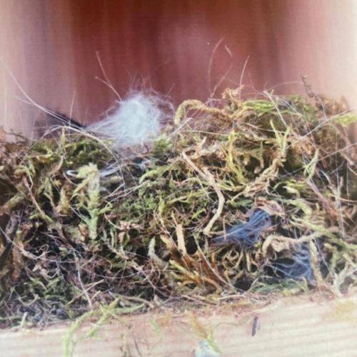 Nistkasten von Innen