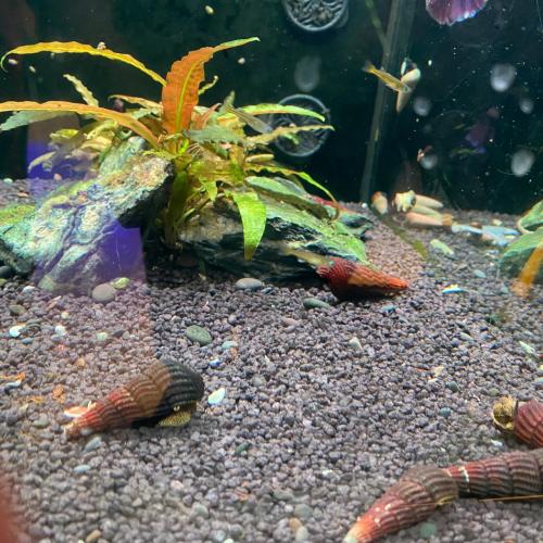 Aquarium 