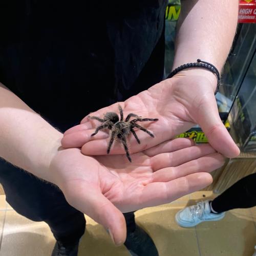 Vogelspinne2