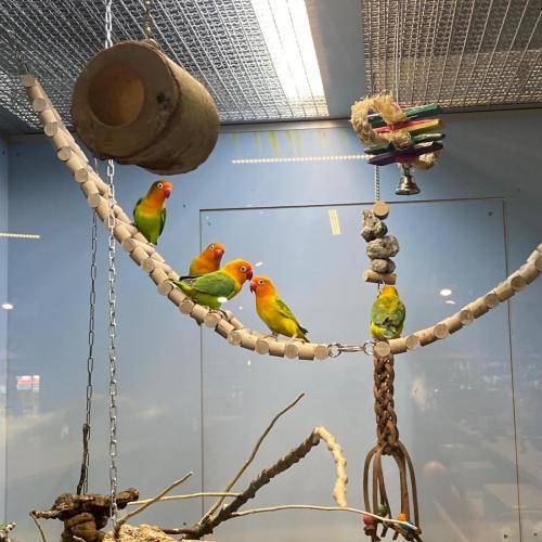 Vögel