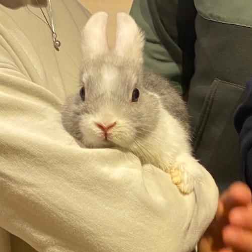 Hase2
