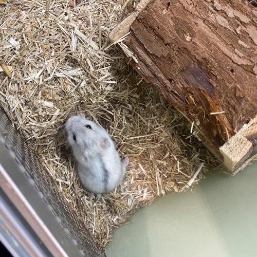 Hamster