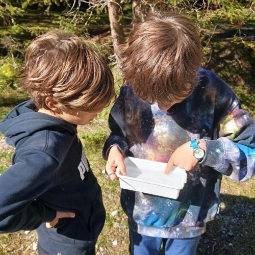 Bestimmen der Wassertiere