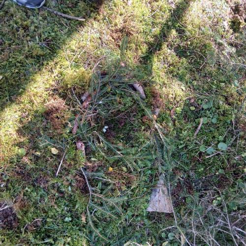 Nester bauen
