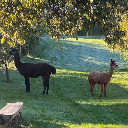 Lama und Alpaka