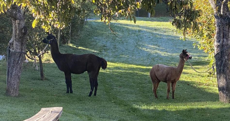 Lama und Alpakawanderung